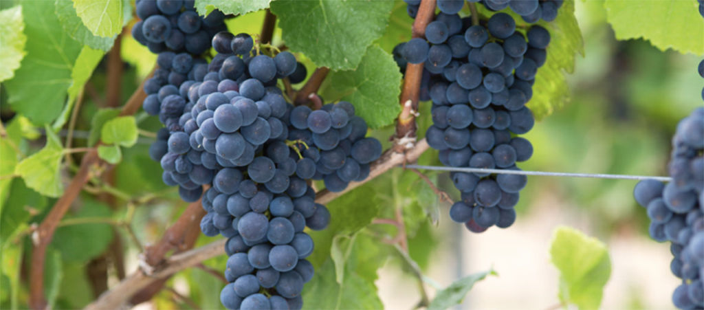 vineyard grapes closeup